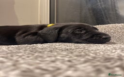 Labrador Retriever dogs for sale: Beautiful KC Black Female Pups  - Image 2