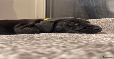 Labrador Retriever dogs - Advert 3