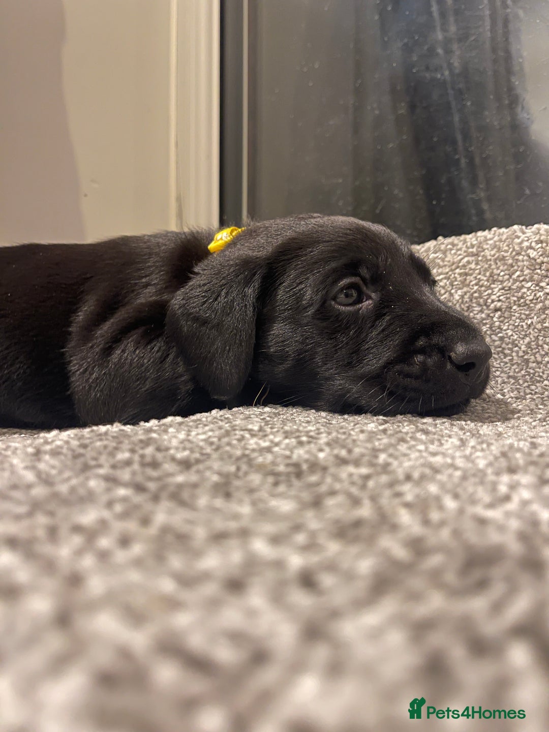 Labrador Retriever dogs for sale: Beautiful KC Black Female Pups  - Image 2