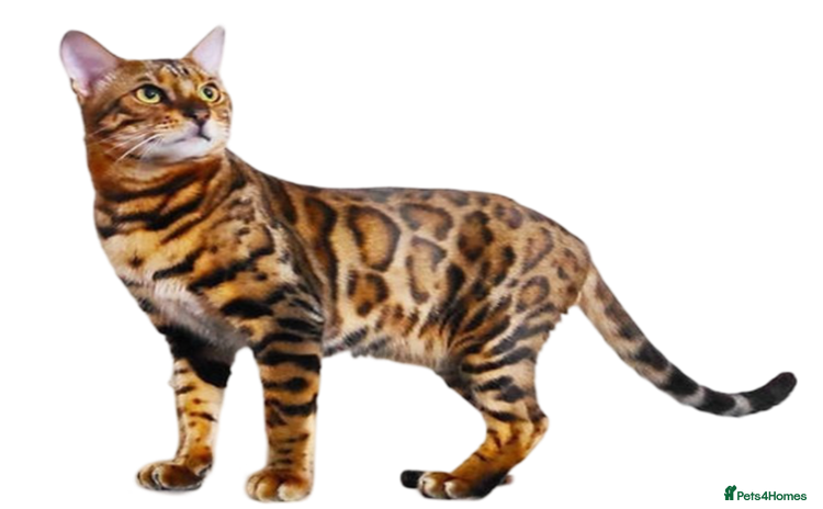 Bengal cats - Advert 4