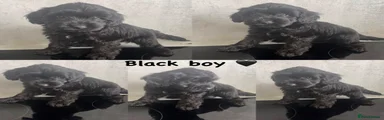 Cockapoo Puppy 3