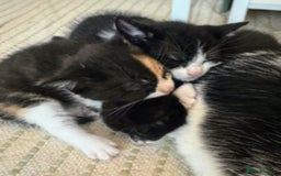 Mixed Breed cats for sale: Adorable kittens for sale - Image 5