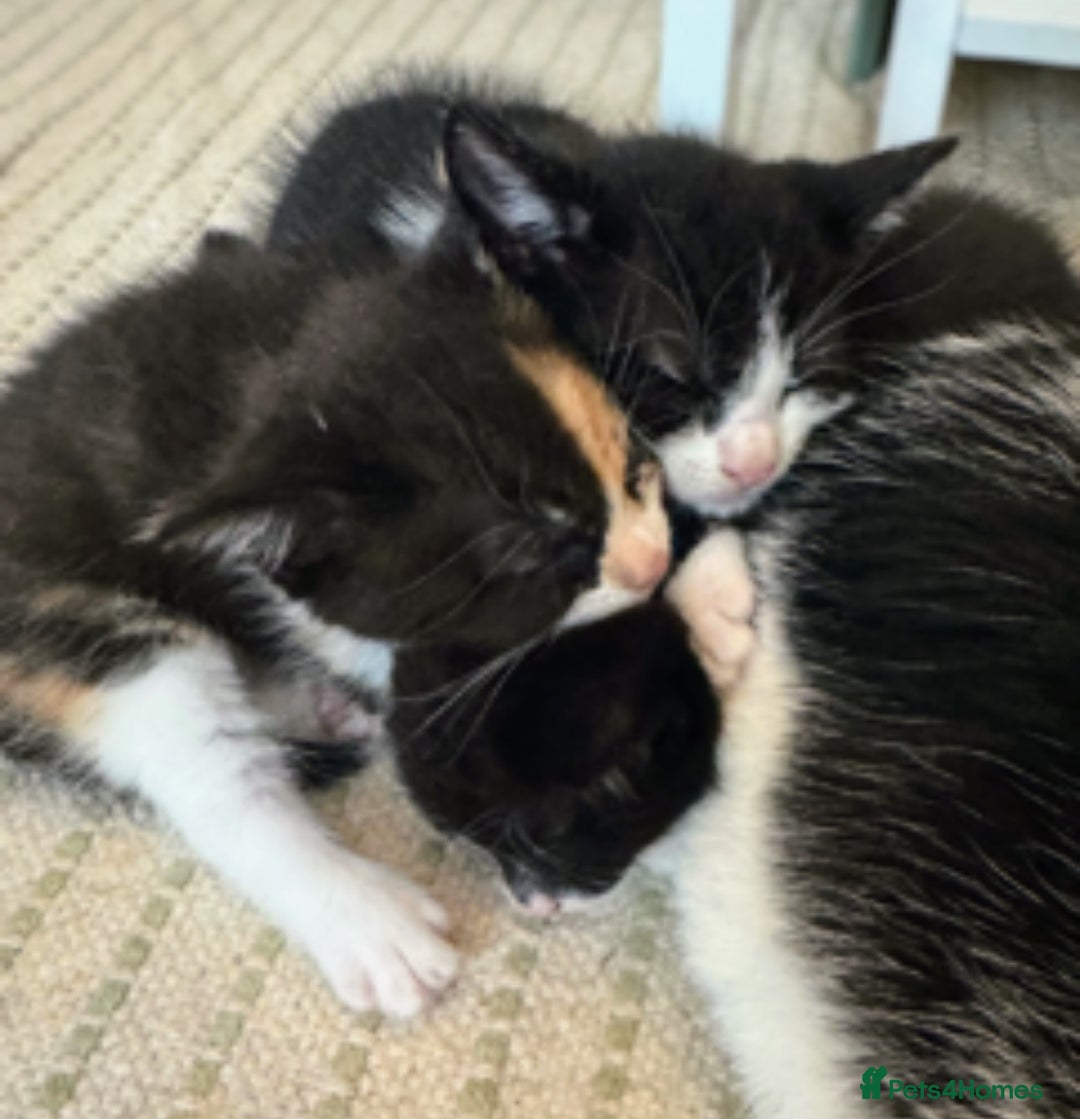 Mixed Breed cats for sale: Adorable kittens for sale - Image 5