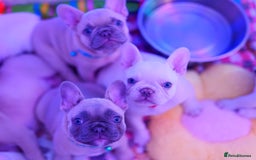 French Bulldog dogs for sale: KC French Bulldog Ready Now ! - Image 25