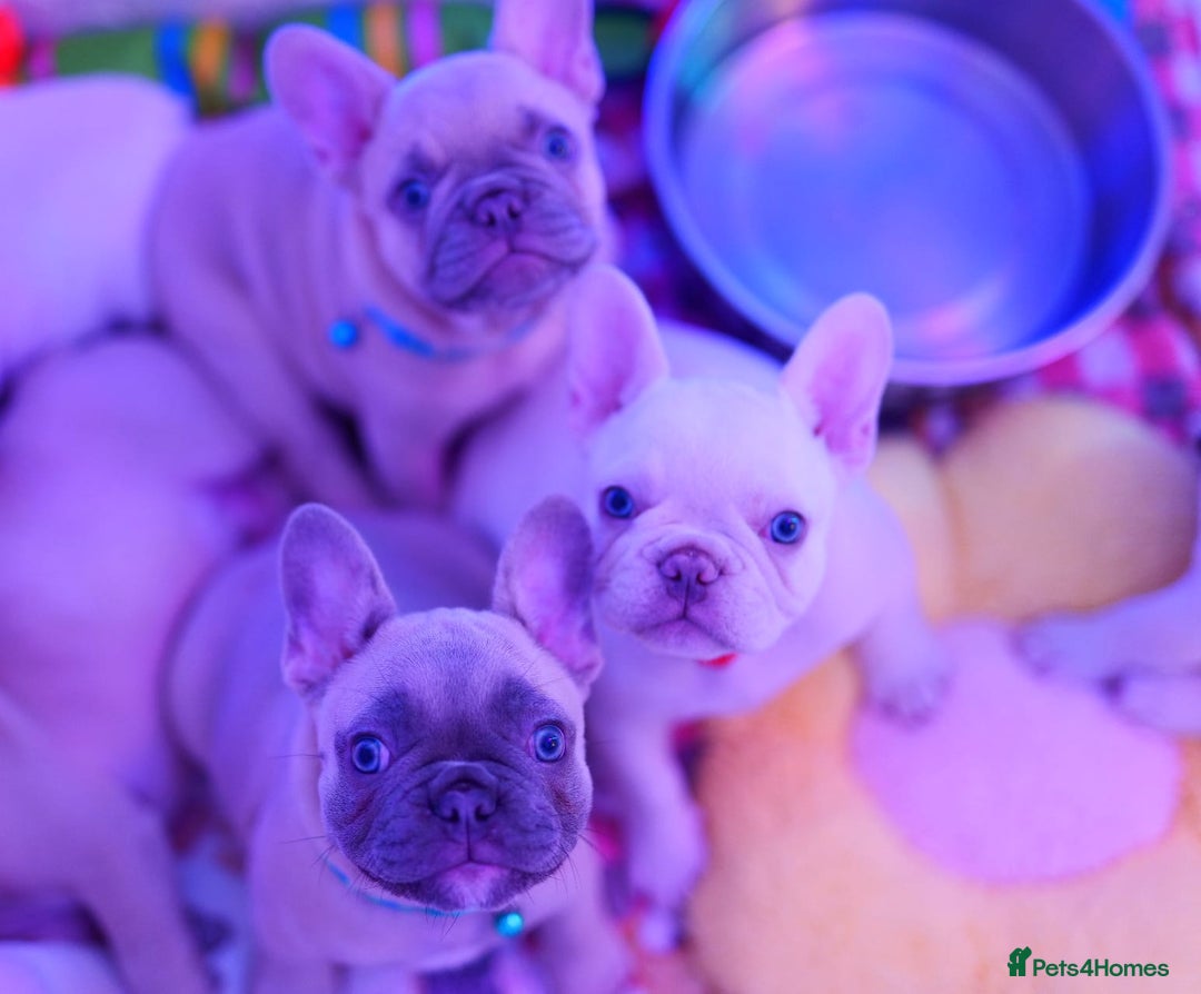 French Bulldog dogs for sale: KC French Bulldog Ready Now ! - Image 25