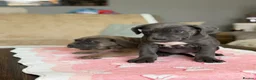 Cane Corso dogs for sale:  PREMIUM CHAMPION BLOODLINE CANE CORSO PUPPIES  - Advert 11
