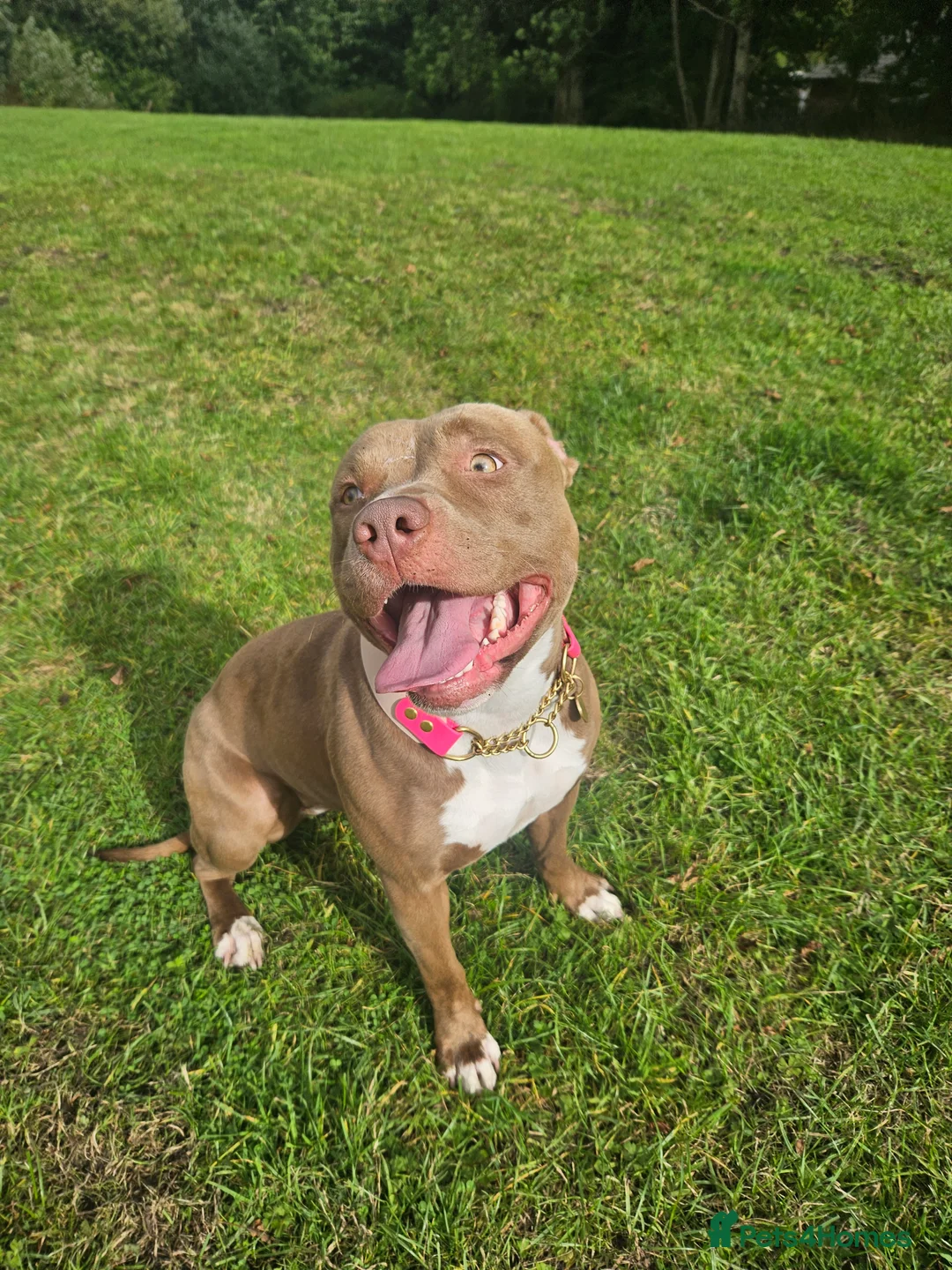 Staffordshire Bull Terrier dogs for sale: 16 month old liver & white Staffy cross - Advert 3