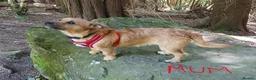 Jack Russell dogs for sale: Broken Coat Tan Jack Russells - Advert 4
