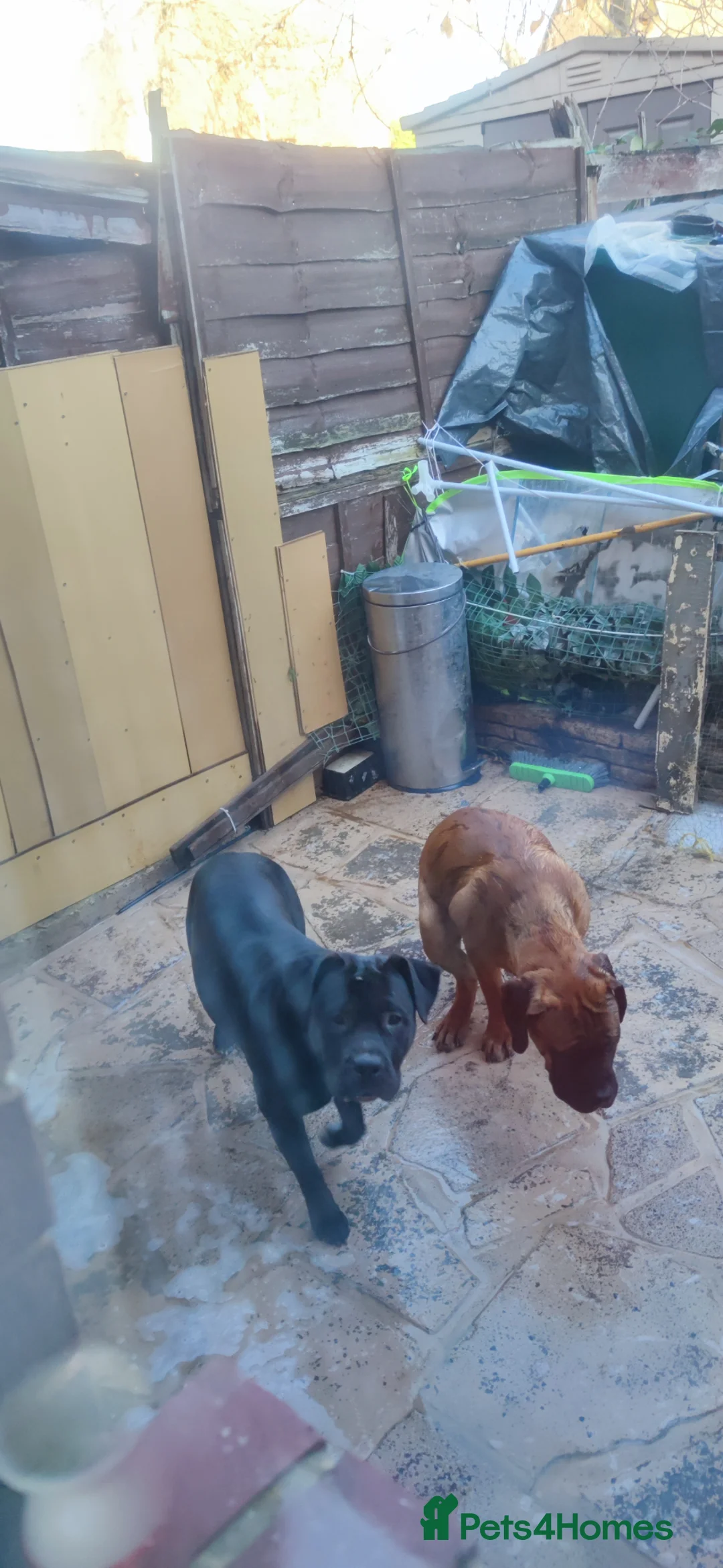 Mixed Breed dogs for sale: Mother and son and daughter  in Dagenham - Advert 28