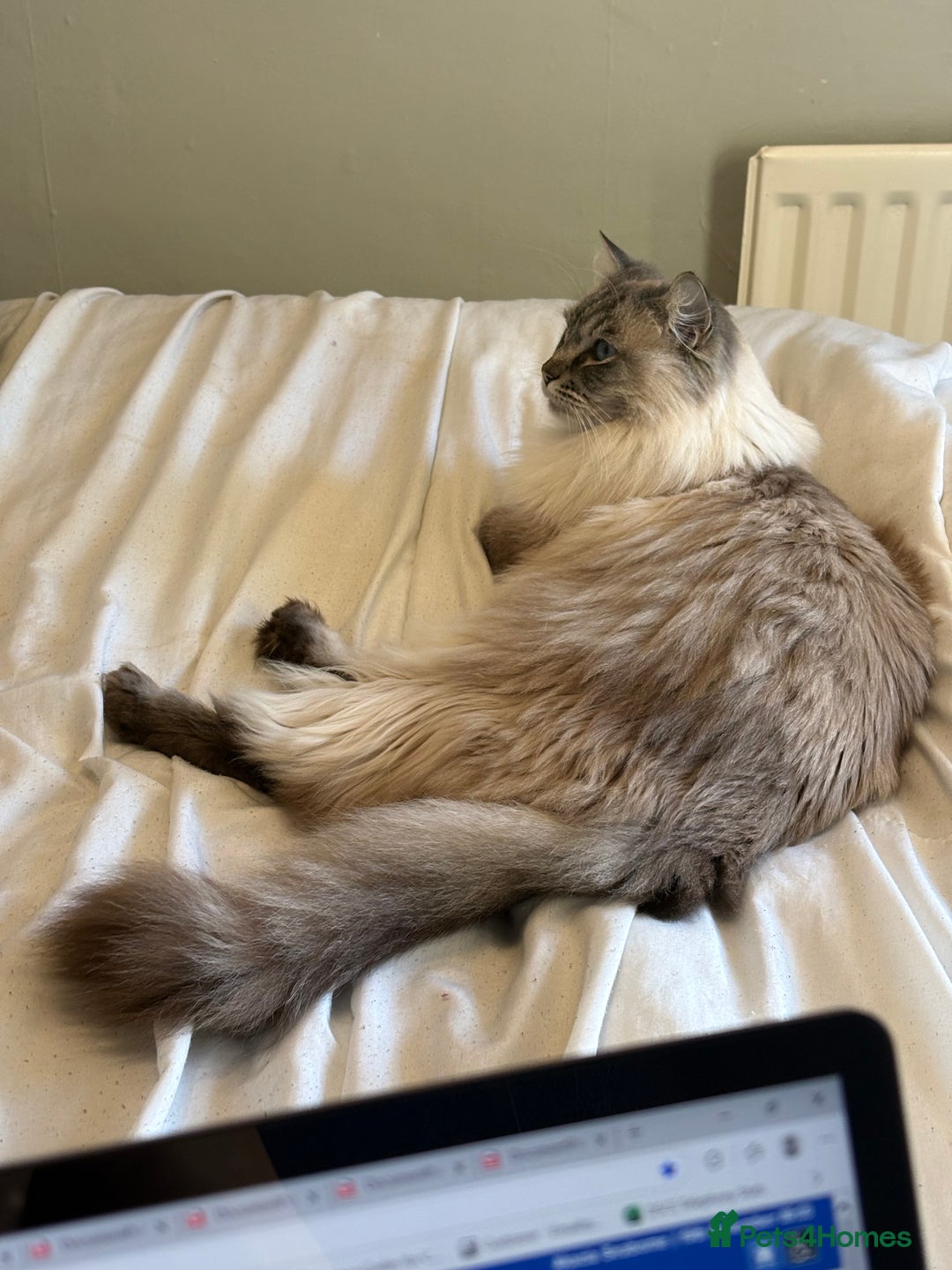 Ragdoll cats for sale: 5 yr old male Ragdoll cat for rehoming - Advert 3