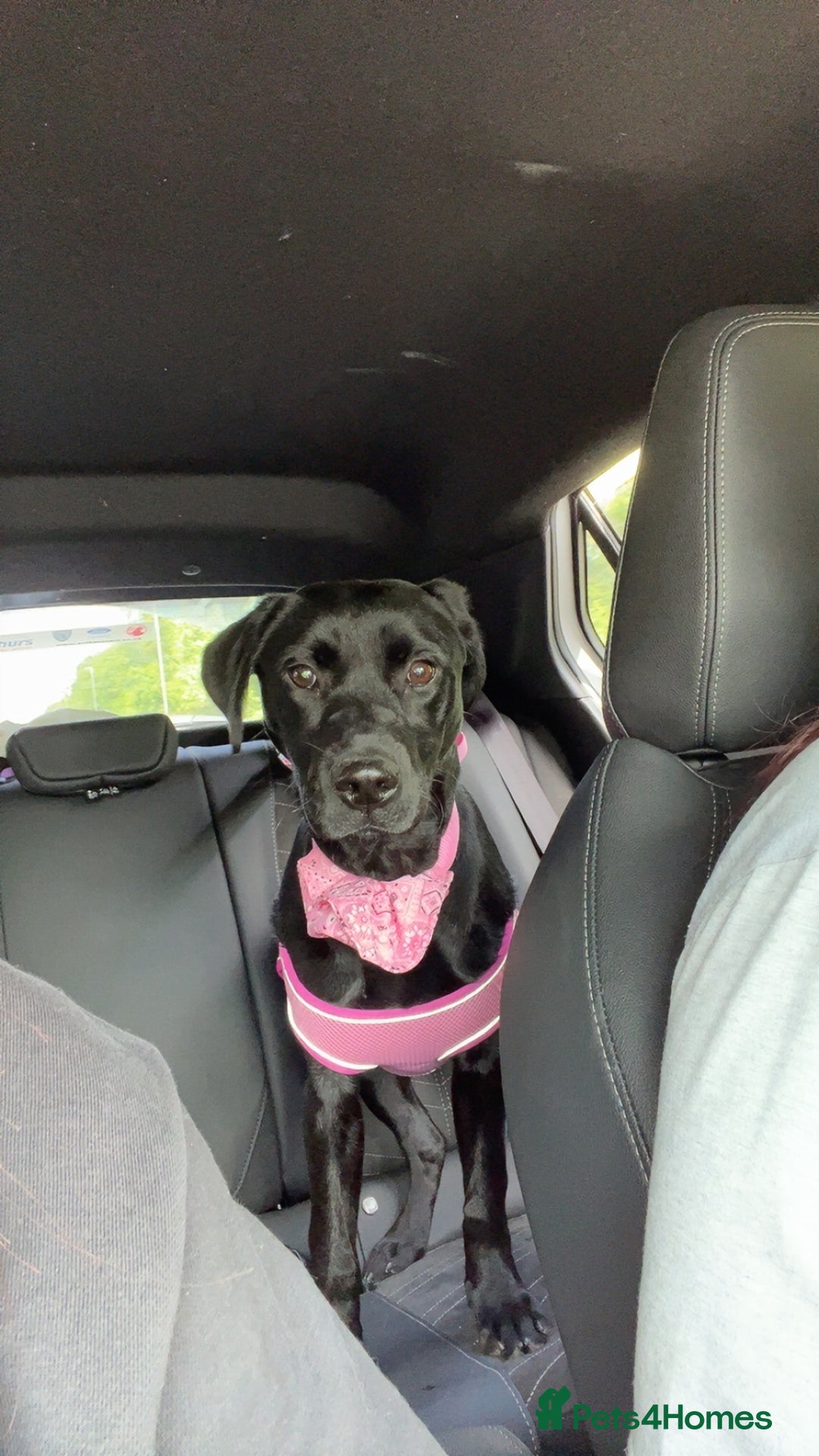 Labrador Retriever dogs for sale: Nessa  - Image 2