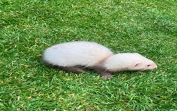 Ferret rodents for sale: Mixed Young Ferrets 10-12 weeks old  - Image 7