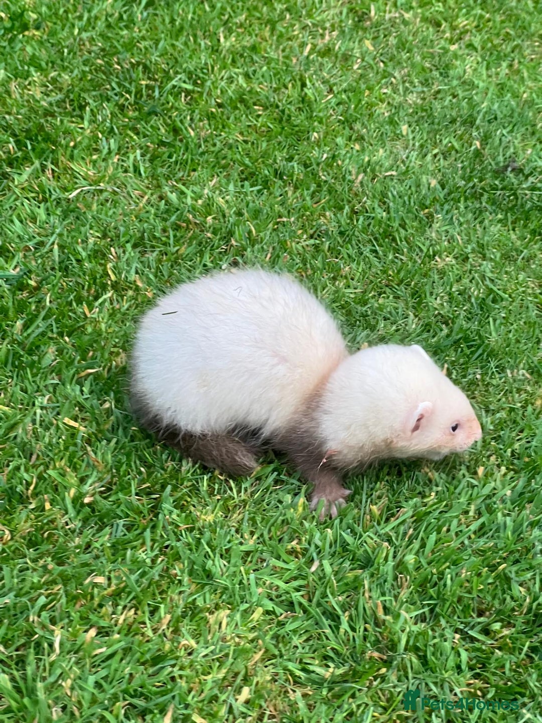 Ferret rodents for sale: Mixed Young Ferrets 10-12 weeks old  - Image 7