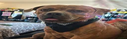 Mixed Breed dogs for sale: Scar: Sweet & Cuddly Pup Looking for a Loving Home in Banbury - Advert 2