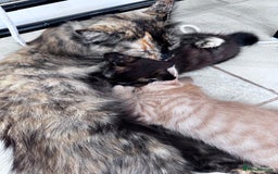 Mixed Breed cats for sale: Two Gorgeous Maine Coon cross Kittens. - Image 12