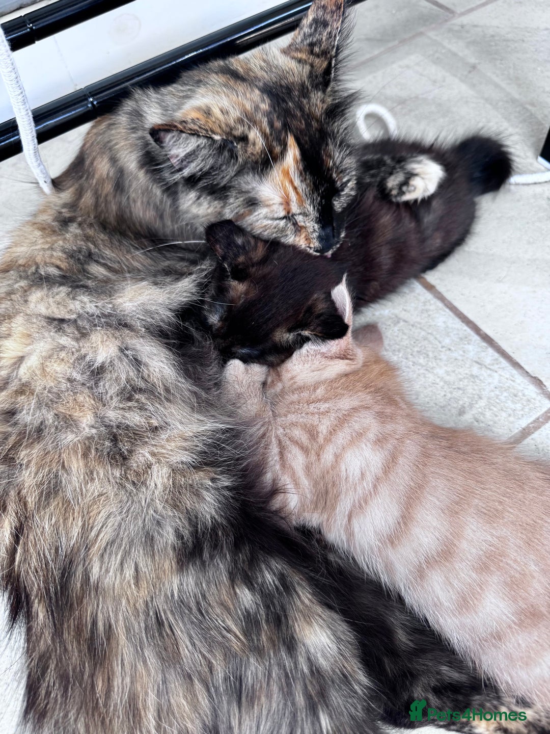 Mixed Breed cats for sale: Two Gorgeous Maine Coon cross Kittens. - Image 12
