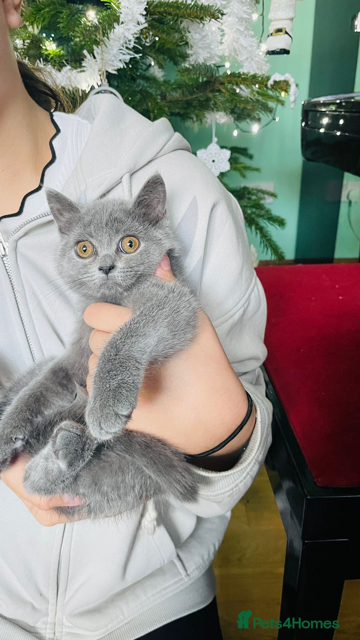 Scottish Fold cats reduced last straight blue girl ❤️❤️ - Advert 1