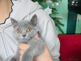 Scottish Fold cats reduced last straight blue girl ❤️❤️ - Advert 7