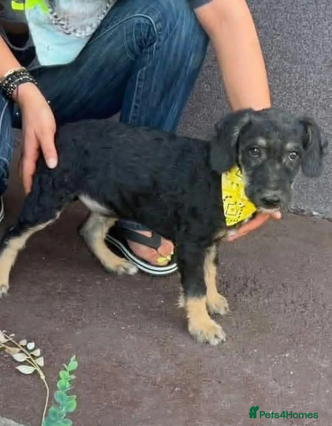 Mixed Breed dogs for adoption: Luca 5 months old - Advert 2