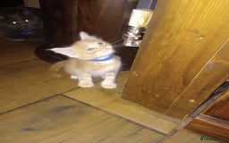 Maine Coon cats for sale: I have Beautiful healthy maicoon XL  - Image 19