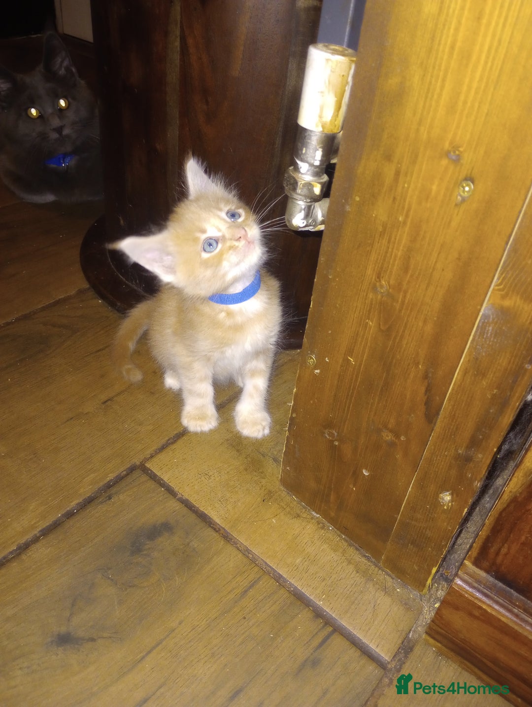 Maine Coon cats for sale: I have Beautiful healthy maicoon XL  - Image 19