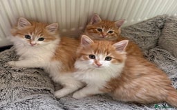 Mixed Breed cats for sale: SUPER FLUFFY KITTENS READY NOW - Advert 1