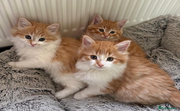 Mixed Breed cats SUPER FLUFFY KITTENS READY NOW - Advert 2