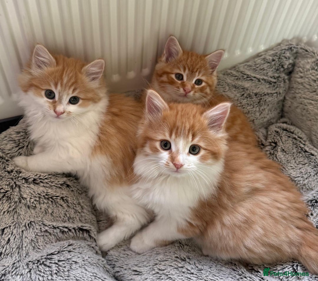 Mixed Breed cats for sale: SUPER FLUFFY KITTENS READY NOW - Advert 1