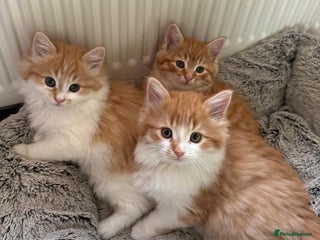 Mixed Breed cats SUPER FLUFFY KITTENS READY NOW - Advert 1