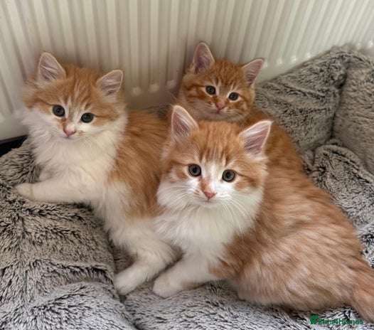 Mixed Breed cats SUPER FLUFFY KITTENS READY NOW - Advert 2