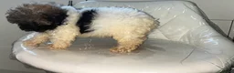 Shihpoo dogs for sale: Shih poo puppy  1 boy left - Advert 16