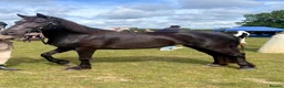 Welsh Section D horses for sale: Zeela WelshD Mare 🩶 in Hemel Hempstead - Advert 2