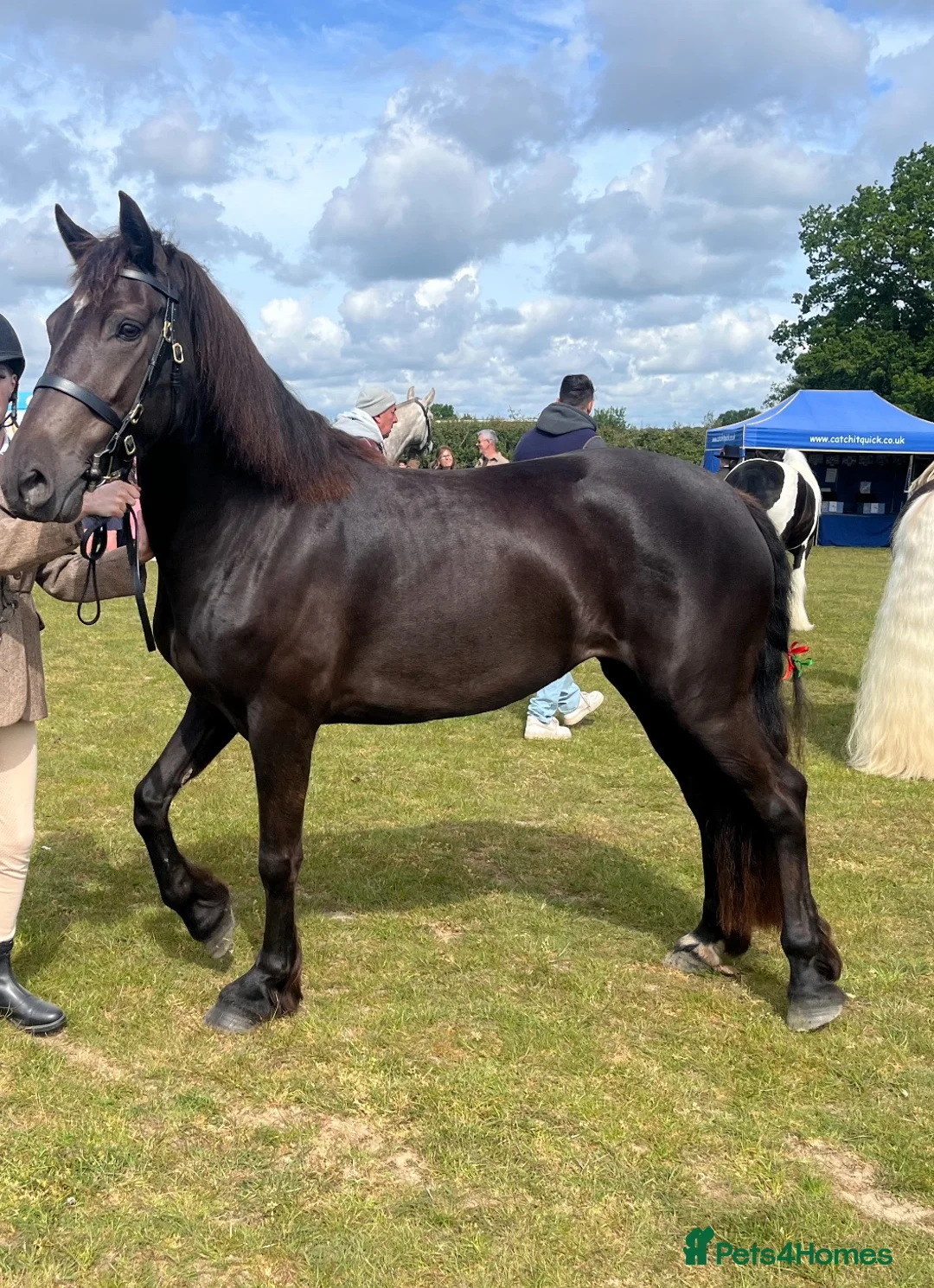 Welsh Section D horses for sale: Zeela WelshD Mare 🩶 in Hemel Hempstead - Advert 2