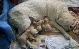 Labrador Retriever dogs for sale: Labrador Puppies for sale 24/10/25 onwards - Image 9