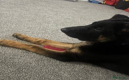 German Shepherd dogs for sale: Skylar - Image 9