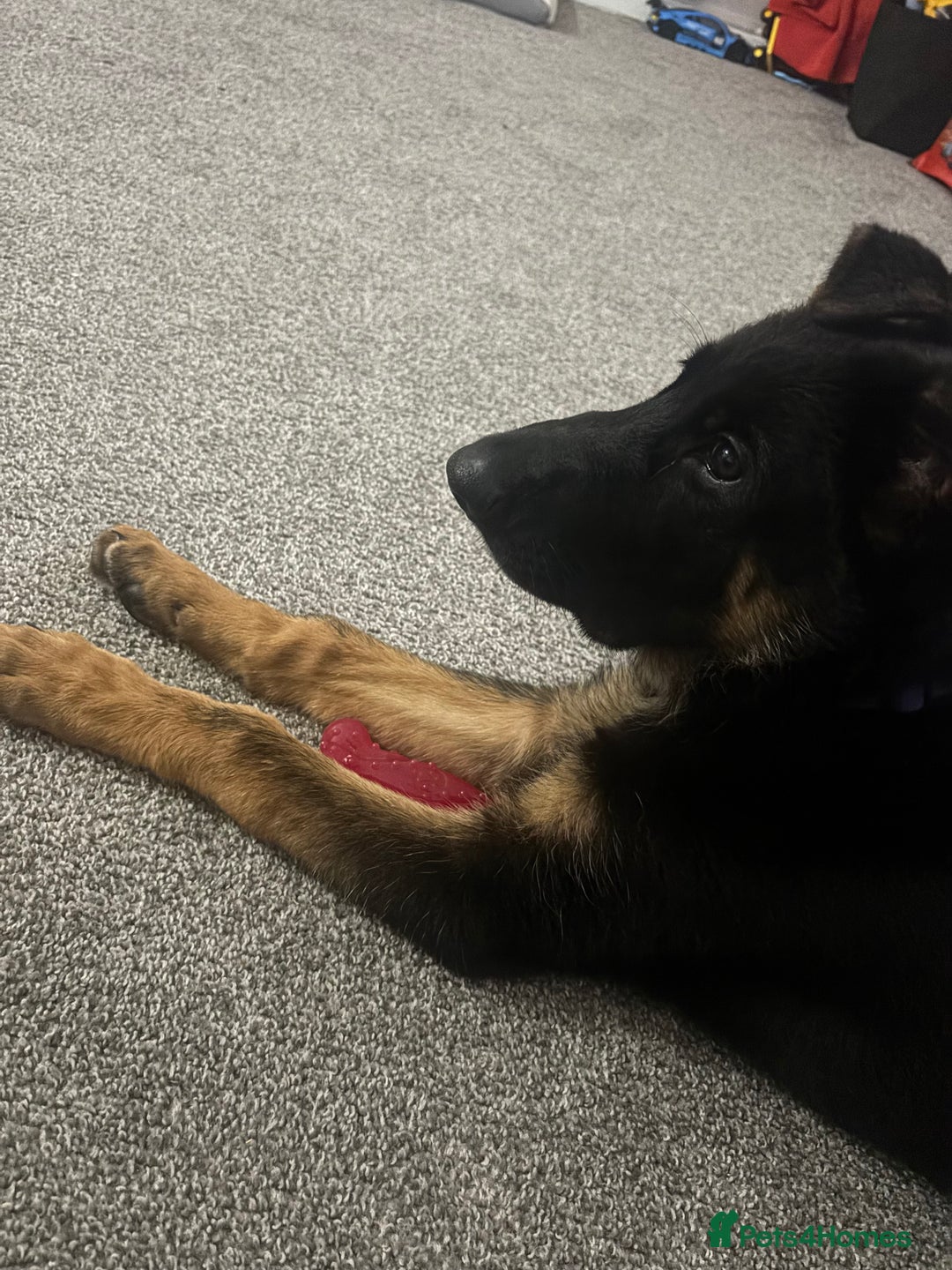German Shepherd dogs for sale: Skylar - Image 9