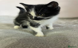 British Shorthair cats for sale: Four kittens ready to go (prices vary) - Image 22