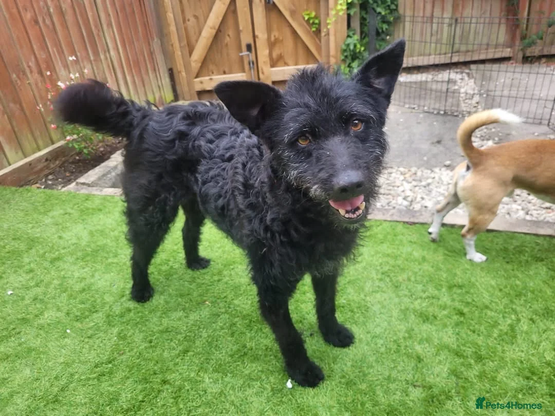 Mixed Breed dogs for adoption: Sweet ZoE NEEDS LOVE - Advert 2