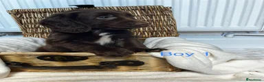 Cocker Spaniel 4