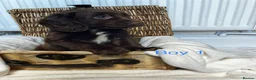 Cocker Spaniel dogs for sale: Cocker spaniel puppies - Advert 6