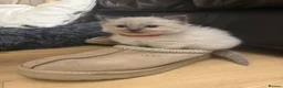 Ragdoll cats for sale: 5 Ragdoll kittens - Advert 21