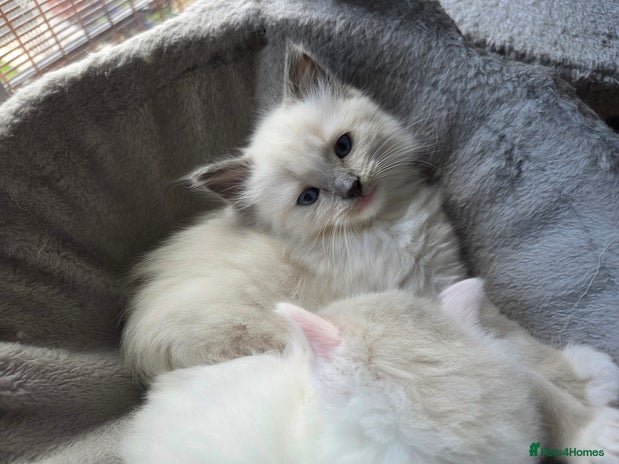 Ragdoll cats - Advert 10