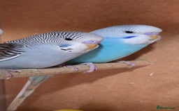 Budgerigars birds for sale: Gorgeous baby budgies - Image 5