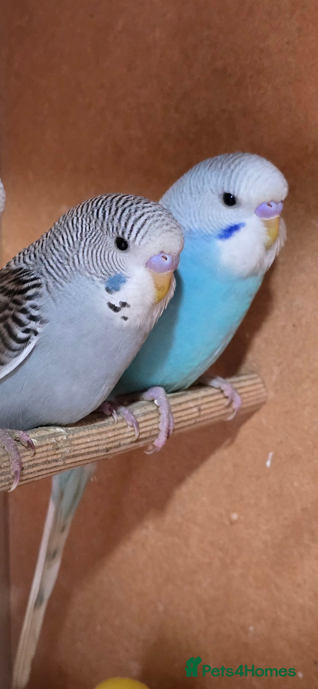 Budgerigars birds for sale: Gorgeous baby budgies - Image 5