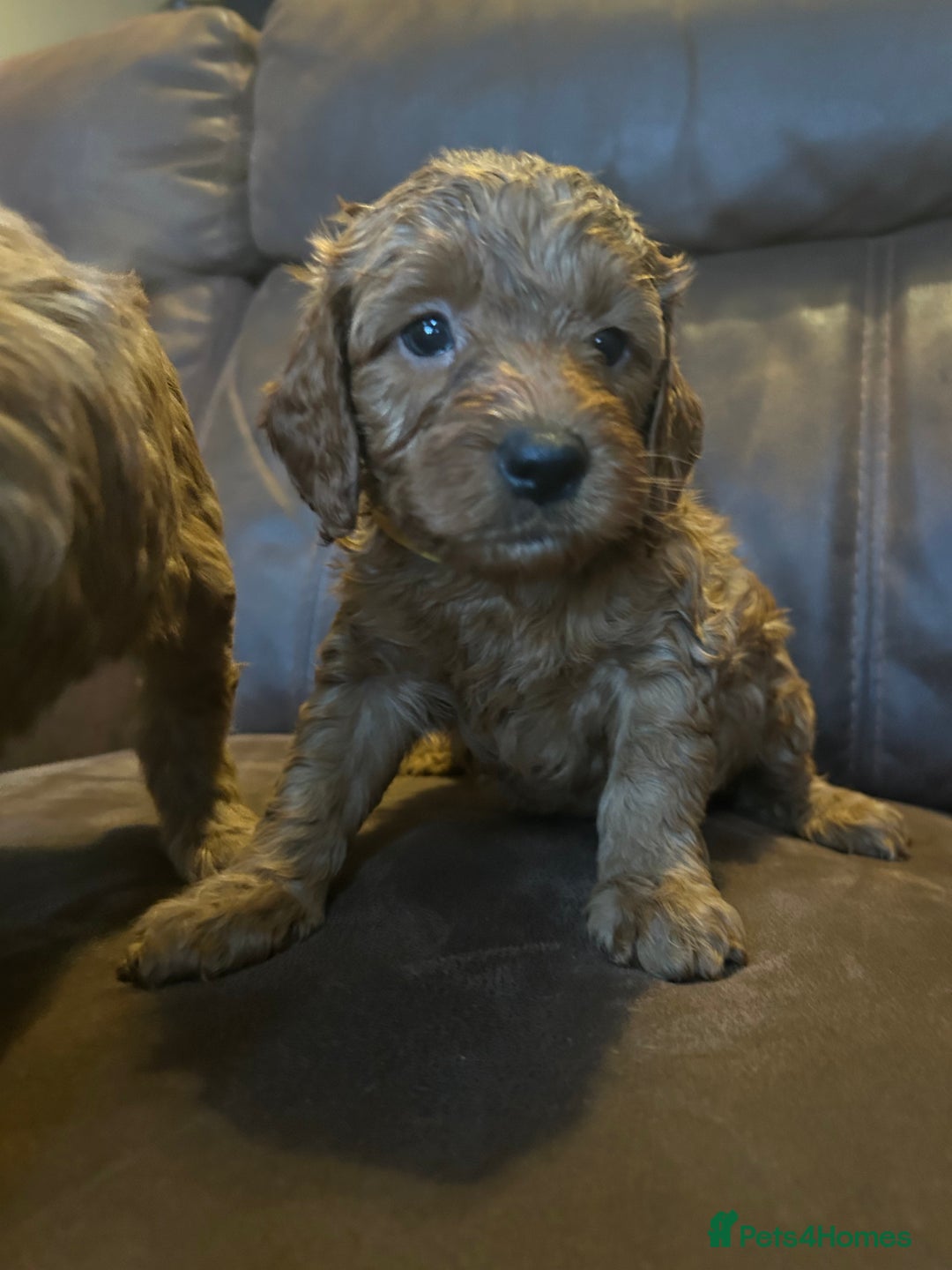 Labradoodle dogs for sale: 🐾F1b Healthy Labradoodle Puppies – Ready 18 Dec🐾 - Advert 15