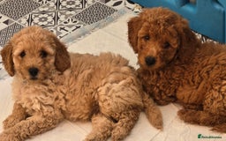 Cockapoo dogs for sale: F1B Cockapoo puppies - Image 1