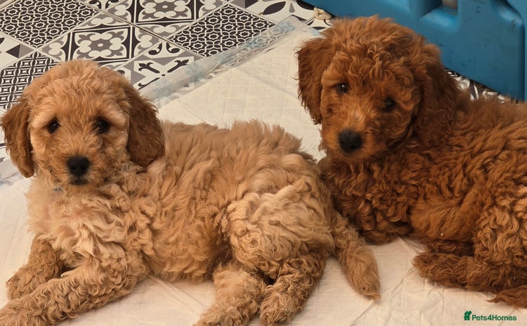 Cockapoo dogs - Advert 3