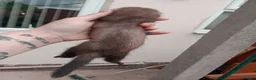 Ferret rodents for sale: Baby ferrets  - Advert 12