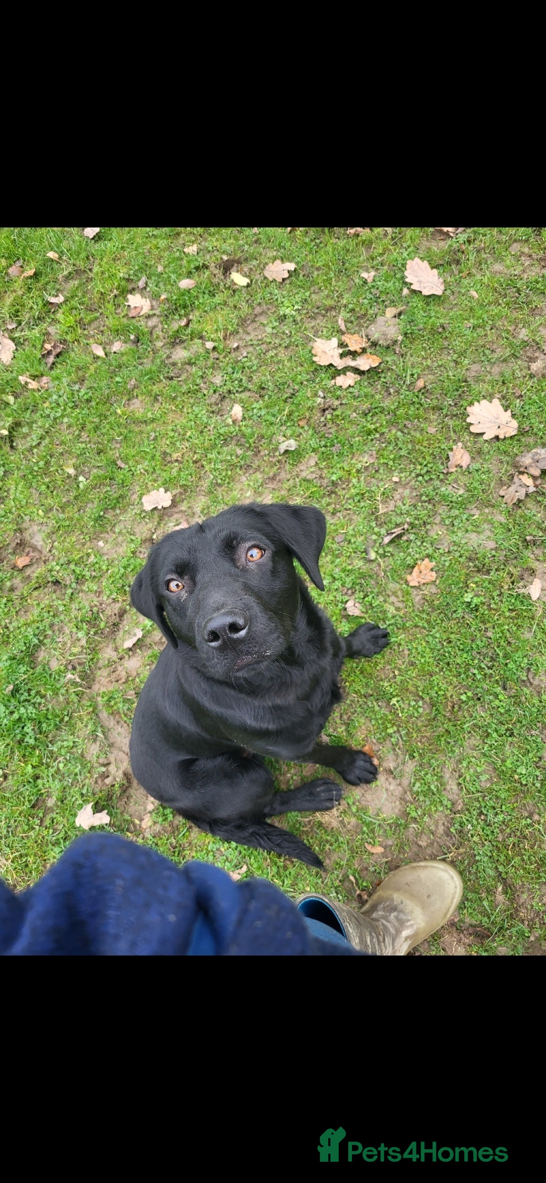 Labrador Retriever dogs for sale: Black labrador male part trained  - Advert 2