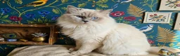Ragdoll cats for stud: Highly Experienced Stunning Lilac Ragdoll Stud - Advert 1